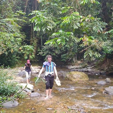 Pongo Guest House & Jungle Trekking 武吉拉旺 外观 照片