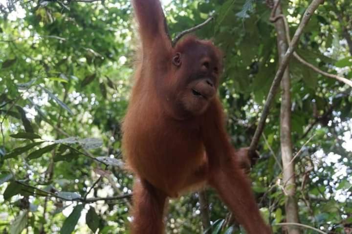 Pongo Guest House & Jungle Trekking 武吉拉旺 外观 照片