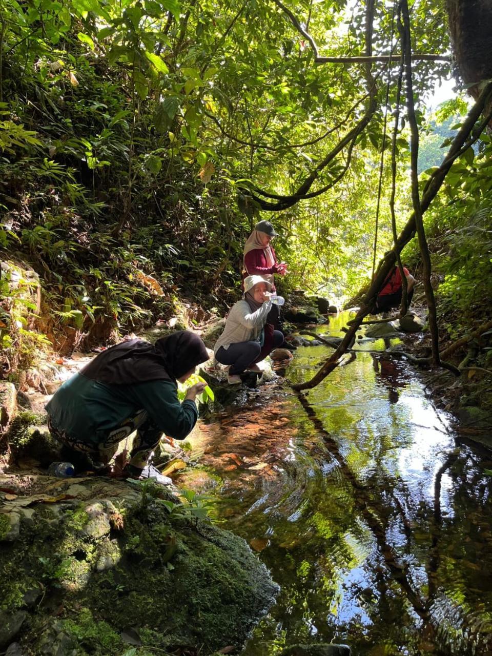 Pongo Guest House & Jungle Trekking 武吉拉旺 外观 照片