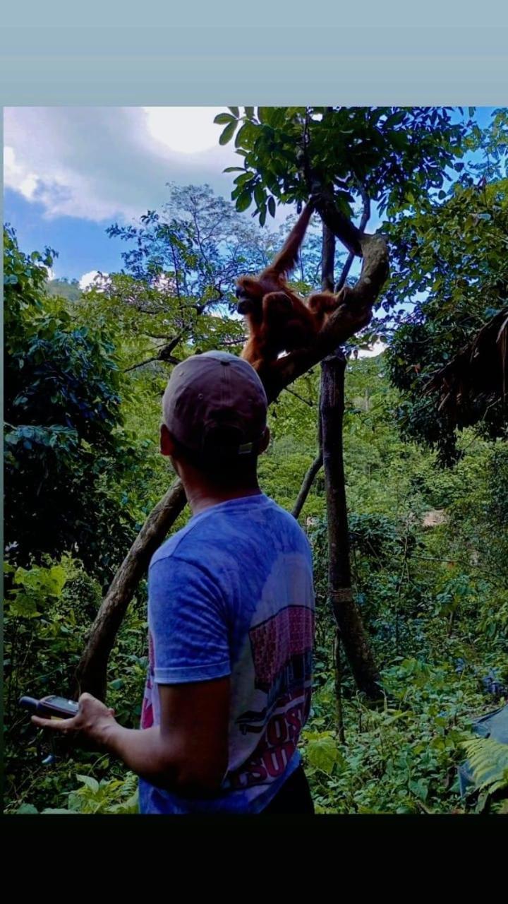 Pongo Guest House & Jungle Trekking 武吉拉旺 外观 照片