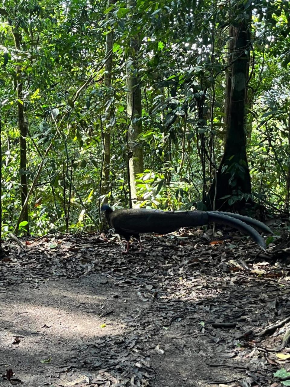 Pongo Guest House & Jungle Trekking 武吉拉旺 外观 照片
