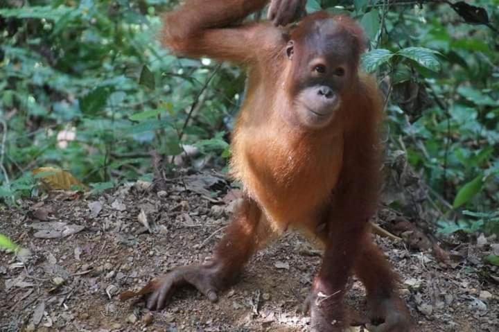 Pongo Guest House & Jungle Trekking 武吉拉旺 外观 照片