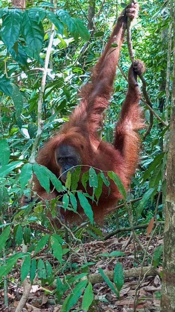 Pongo Guest House & Jungle Trekking 武吉拉旺 外观 照片
