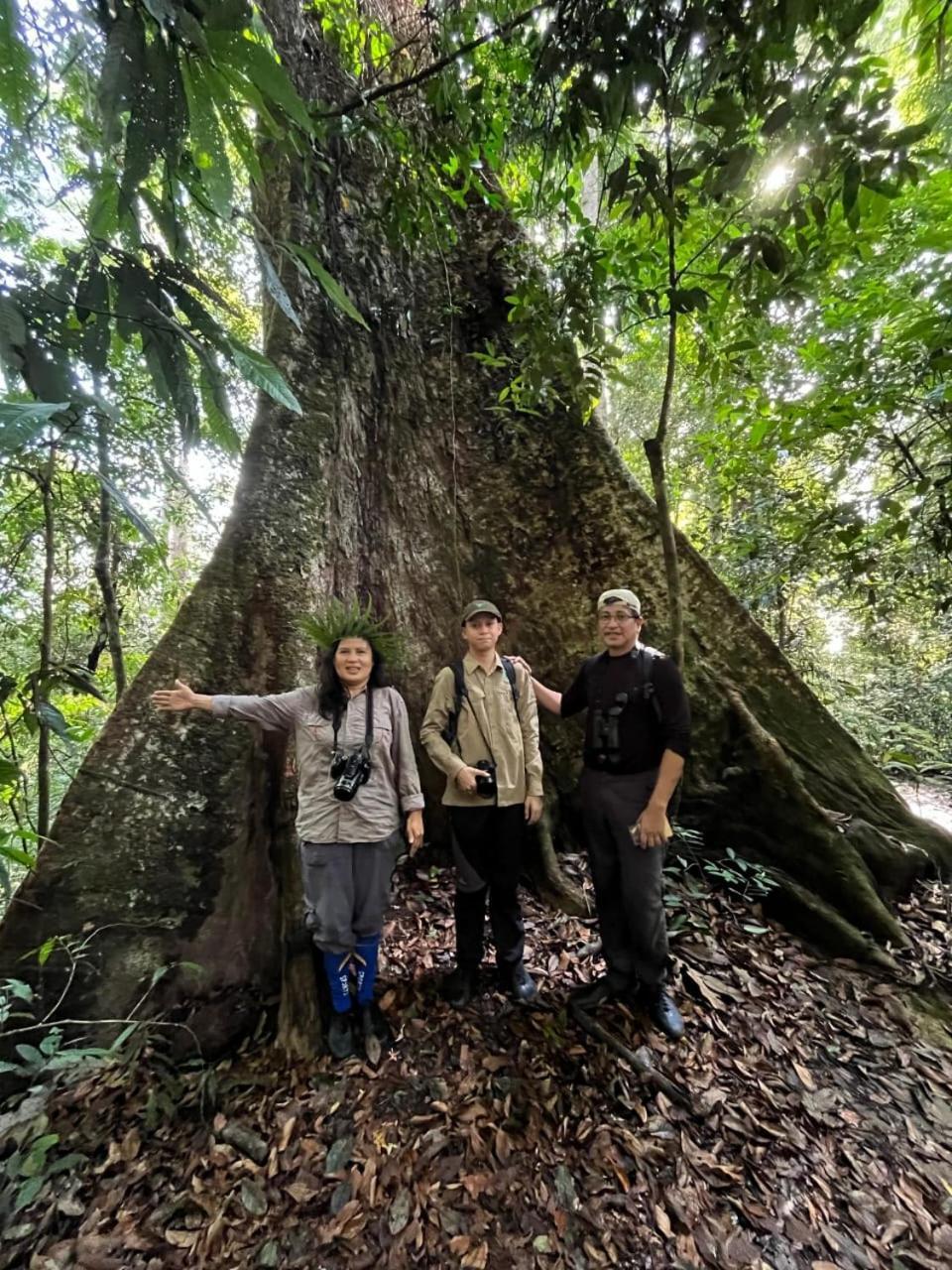 Pongo Guest House & Jungle Trekking 武吉拉旺 外观 照片