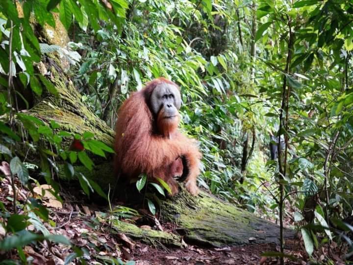 Pongo Guest House & Jungle Trekking 武吉拉旺 外观 照片