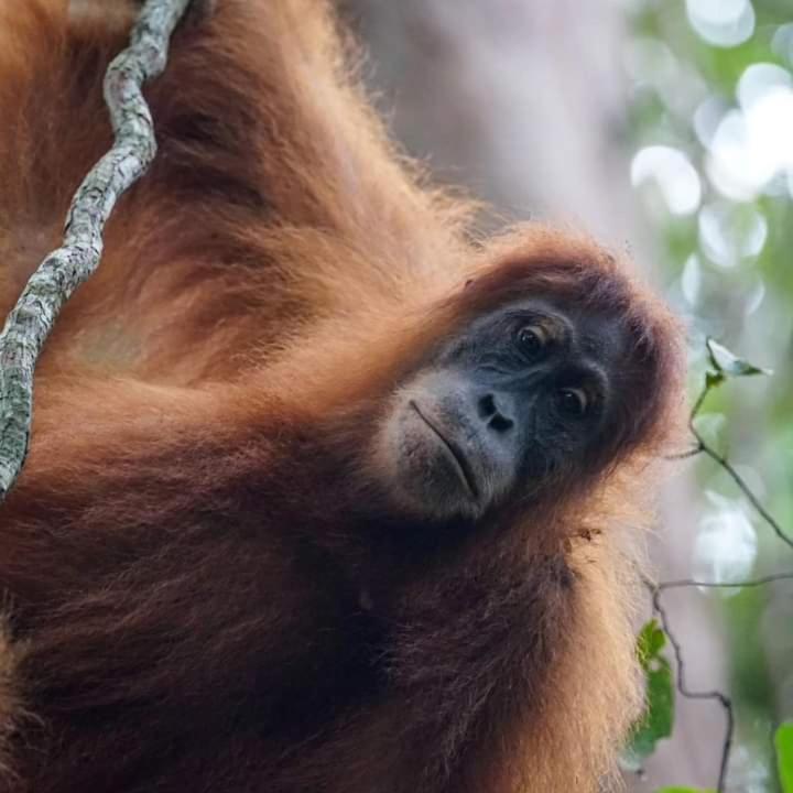 Pongo Guest House & Jungle Trekking 武吉拉旺 外观 照片