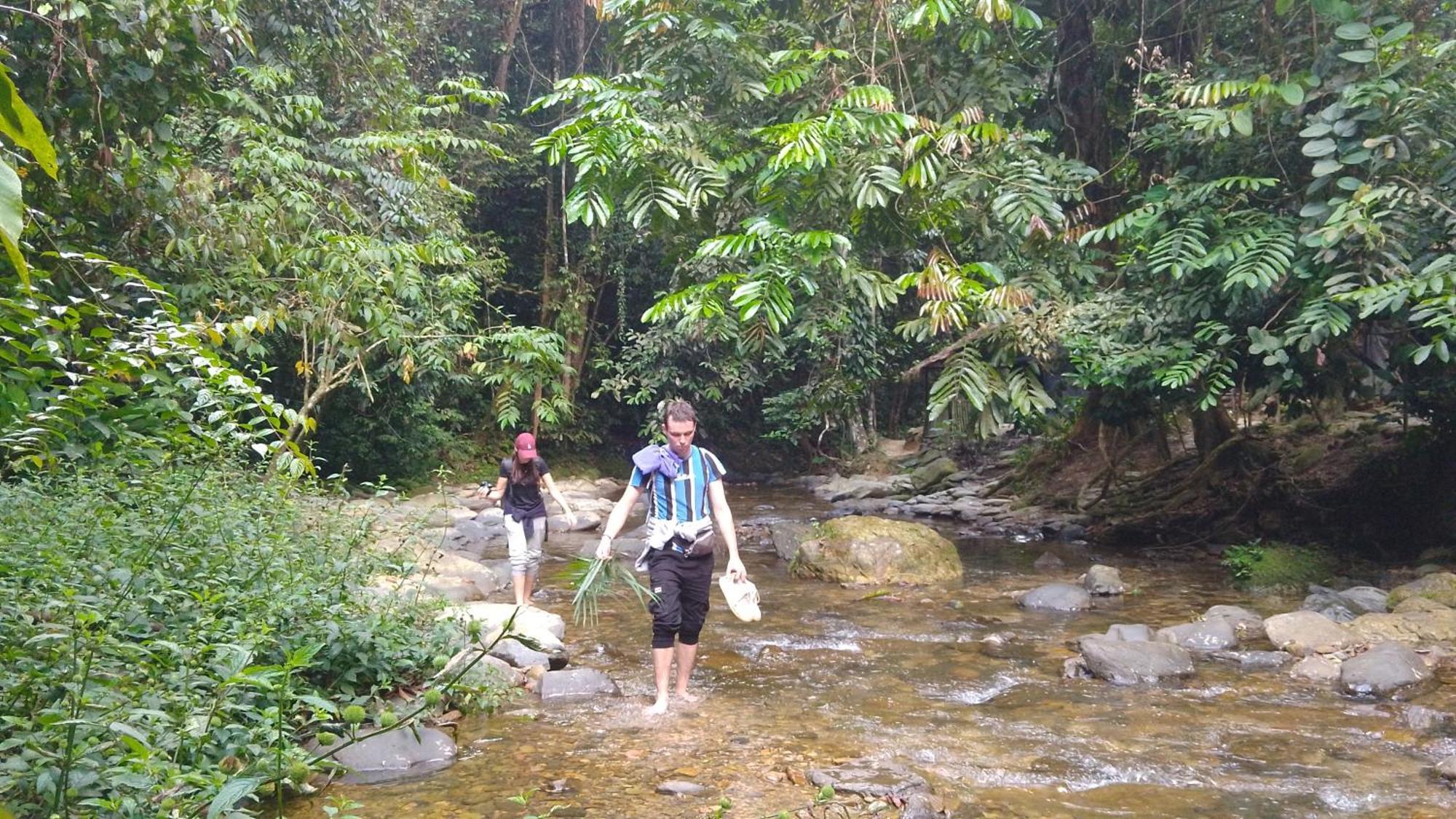 Pongo Guest House & Jungle Trekking 武吉拉旺 外观 照片